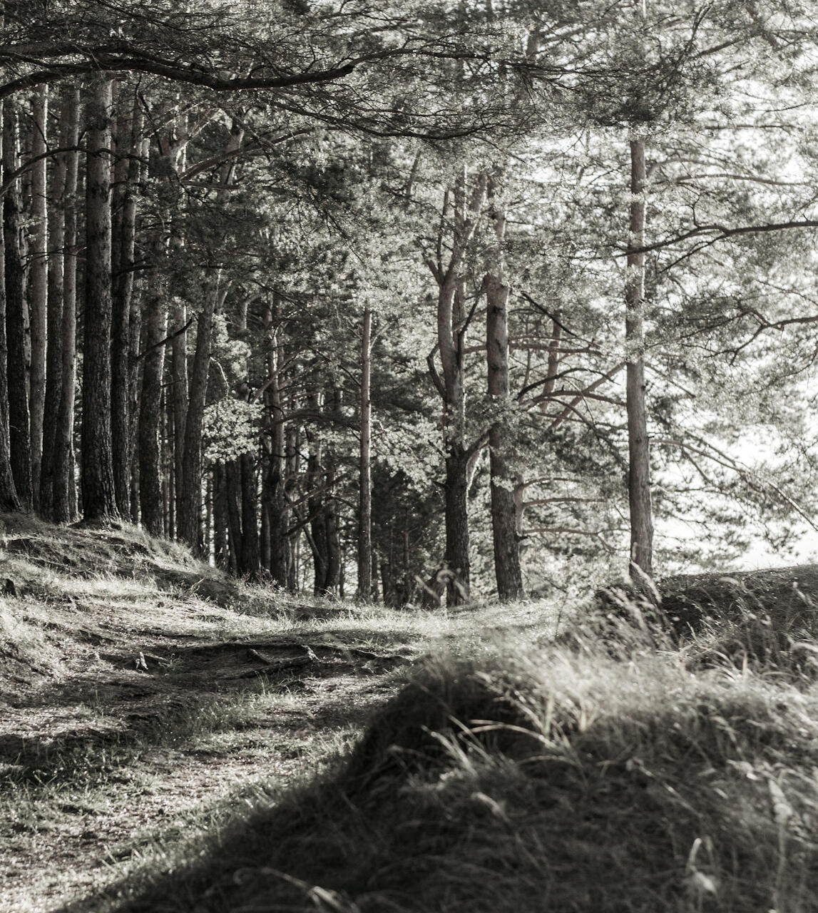 Life Coaching - Trees black and white picture of trees with light coming through.